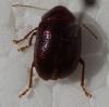 Colaspis sp.